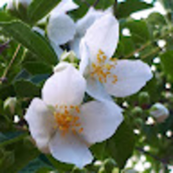 Meet your Posher, Fran - Picture 1 of 1